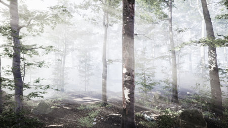 Sunlight streams through the dense trees, creating a magical atmosphere in the misty forest. The ground is soft with leaves, inviting peaceful walks and soothing moments.の写真素材