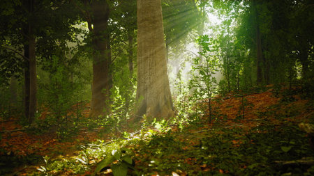 Sunlight filters through the tall trees, casting a warm glow on the vibrant green foliage.の写真素材