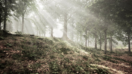 Sunlight filters through the trees in a serene forest, creating a mystical atmosphere. The ground is covered with soft foliage, reflecting natures beauty and tranquility.の写真素材