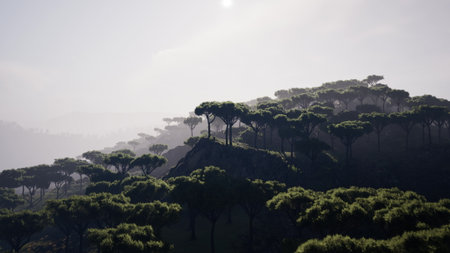 Silent hills covered in vibrant green trees greet the early morning light. A gentle mist lingers, creating a tranquil atmosphere filled with natures beauty and calmness.の写真素材