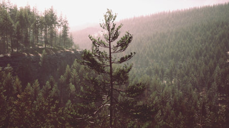 Sunlight gently filters through a serene forest, highlighting a lone tree that rises above the...