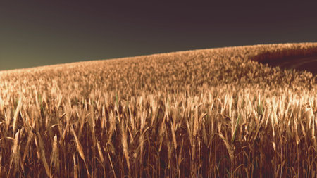 A vast expanse of golden wheat sways gently in the breeze. The horizon stretches endlessly, creating a serene landscape under a clear blue sky during the late afternoon.の写真素材