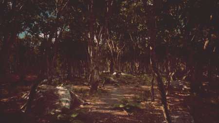 A peaceful forest trail winds through tall trees, casting gentle shadows on the ground. Sunlight filters through the leaves, creating a tranquil atmosphere in natures embrace.の写真素材