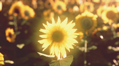 A vibrant sunflower stands tall among a field of blooming sunflowers, soaking up the golden rays of the sun. The warm light creates a cheerful atmosphere and highlights the beauty of nature.の写真素材
