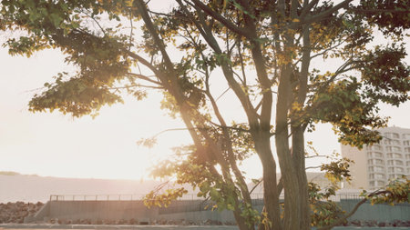 Golden sunlight streams through the leaves of a tree, creating a warm glow as it sets behind a distant building. The scene captures calmness in an urban environment as day transitions to night.の写真素材