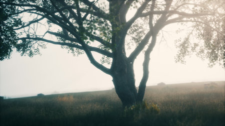 A serene morning unfolds in a quiet meadow where a majestic tree stands alone. Soft mist blankets the ground, creating a calming atmosphere filled with natures beauty.の写真素材