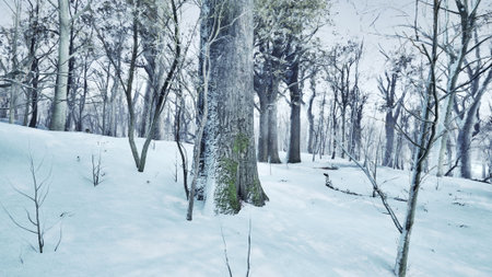 A serene winter landscape unfolds as snow blankets a quiet forest. Inviting frost covered trees stand tall amid the peaceful white scenery, highlighting natures stillness during the cold season.の写真素材