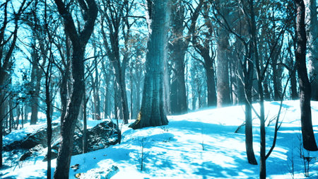 Tall trees stand majestically in a winter forest. Snow blankets the ground, while sunlight filters through branches, creating a peaceful and magical atmosphere during the day.の写真素材