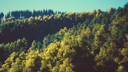 Golden and green trees create a tapestry of color on hillsides. The sun shines brightly, highlighting the beauty of the changing season in a peaceful natural landscape.の写真素材