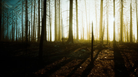 Tall trees stand among remnants of a recent wildfire. The sun sets behind the forest, casting long shadows and creating a warm glow among the charred landscape. Nature begins its slow healing.の写真素材