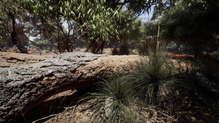 A lush scene displaying a fallen eucalyptus tree surrounded by vibrant native grasses. Sunlight filters through the leaves, creating a tranquil atmosphere in nature.の写真素材
