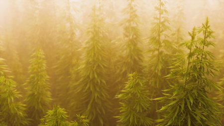 Dense trees stretch high into a misty atmosphere, bathed in golden sunlight. The peaceful forest creates a serene mood, inviting exploration of natures beauty at dawn.の写真素材