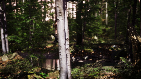 Tall trees surround a tranquil pond, their leaves gently swaying in the breeze. Sunlight peeks through the branches, casting soft shadows on the ground, creating a peaceful scene.の写真素材
