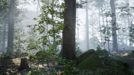 Sunlight filters through a lush forest, illuminating green leaves and moss covered stones. The serene atmosphere invites exploration among towering trees in the early morning mist.の写真素材