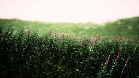 Purple flowers rise from a lush green field, dancing lightly in the warm breeze under a clear sky....