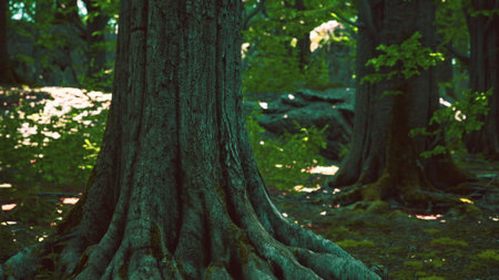 Rustic tree trunks stand majestically in a lush forest, with sunlight streaming through the leaves. The enchanting greenery creates a peaceful atmosphere in natures embrace.の写真素材