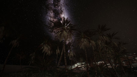 Under a blanket of stars, silhouetted palm trees reach for the Milky Way in a tranquil desert scene. The night sky glimmers, revealing the beauty of natures wonders.の写真素材