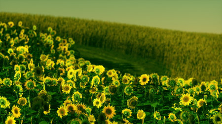Golden sunflowers stretch across a vast green field, their faces turned towards the sun. The warm light casts a beautiful glow, enhancing the serene landscape at dusk.の写真素材