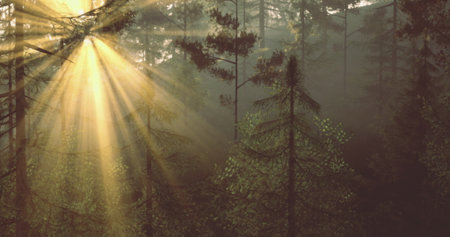 Sunlight streams through tall trees in a serene forest, creating a peaceful atmosphere. The soft...