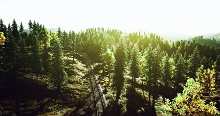 Sunlight filters through tall trees, illuminating the lush green forest surrounding a railway track....