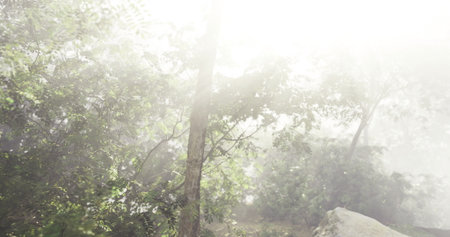 Soft sunlight penetrates a dense, misty forest, illuminating trees and foliage. The tranquil environment invites peace and contemplation amid the natural beauty.の写真素材