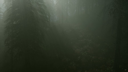 Soft rays of sunlight filter through a thick mist, creating an enchanting atmosphere in a dense...