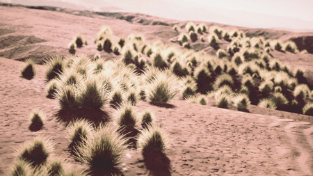Golden grass tufts dot the arid terrain, illuminated by the setting sun, casting a soft glow. A tranquil moment captures natures beauty in a serene, dreamlike environment.の写真素材