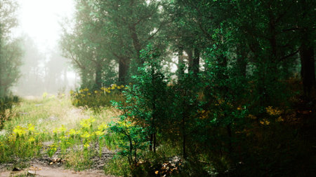 Sunlight streams gently through tall trees in a dense forest, illuminating vibrant greenery. A sense of calm surrounds the scene as soft fog hugs the ground, inviting exploration and reflection.の写真素材