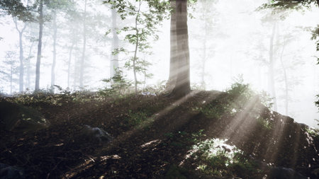Bright rays of sunlight stream down through a tranquil forest, illuminating the greenery and creating a peaceful ambiance among the trees. Mist hangs lightly in the air, enhancing the beauty.の写真素材