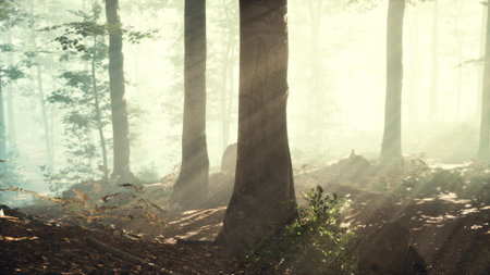 Golden rays of sunlight filter through tall trees in a peaceful forest. The soft light creates a magical atmosphere, illuminating the earthy ground and lush greenery. Nature thrives harmoniously.の写真素材