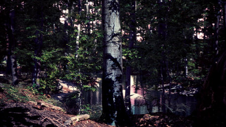 In a serene forest, tall trees stand watch over a peaceful water body. Soft light filters through the leaves, creating a tranquil atmosphere filled with natures beauty.の写真素材