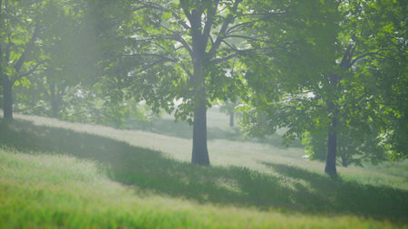 A tranquil scene unfolds with lush green trees standing tall in a peaceful meadow. Soft sunlight filters through the foliage, illuminating the vibrant grass. The atmosphere feels calm and refreshing.の写真素材