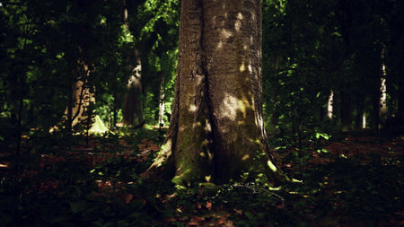 In a tranquil forest, sunlight filters through the leaves, casting gentle shadows on a majestic tree trunk. Surrounding greenery adds to the peaceful atmosphere of this natural setting.の写真素材