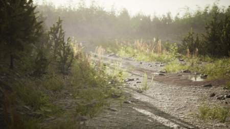 Morning sunlight filters through the trees, illuminating a winding path. Dew glistens on grass and stones, creating a serene atmosphere in the tranquil forest.の写真素材