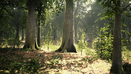 A tranquil scene unfolds in a dense forest where sunlight filters through tall trees. Soft leaves and underbrush create a peaceful atmosphere, inviting exploration and reflection.の写真素材