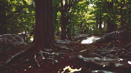 Sunlight filters through the vibrant green canopy of a thick forest. Majestic trees stand tall, their roots intertwining with rocky soil, creating a serene and magical atmosphere.の写真素材