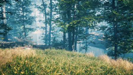 Morning light filters through tall trees, casting gentle shadows on lush grass. A serene body of water reflects the soft mist, creating a peaceful atmosphere in the forest.の写真素材