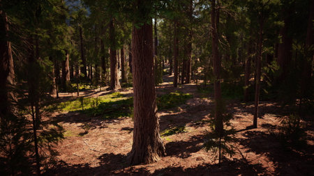 Sunlight filters through the tall trees in a serene forest. The ground is covered in soft needles,...