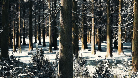 Tall trees stand in a serene winter forest as snow blankets the ground. Soft shadows play among the...