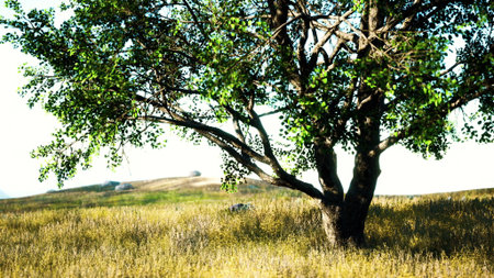 A strong tree with vibrant green leaves rises in a peaceful meadow. Soft golden grass sways under the gentle breeze. The sunlight bathes the landscape, creating a calming atmosphere.の写真素材