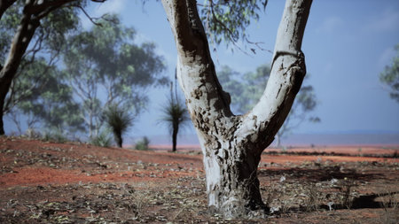 A stunning tree, with its gnarled trunk and peeling bark, rises from Australias red earth. Surrounding it, sparse vegetation contrasts against the striking blue sky.の写真素材