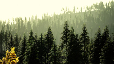 A serene view of a lush evergreen forest reaching toward the soft morning light.