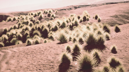 Soft grass tufts dot a vast, sandy landscape under the bright sunlight. The gentle curves of the land create a peaceful, natural setting that invites exploration.の写真素材