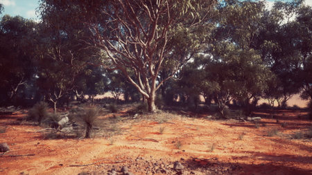 A sunny scene showcases tall eucalyptus trees standing proudly in the Australian outback. The red soil and sparse vegetation create a peaceful atmosphere, perfect for nature lovers.の写真素材