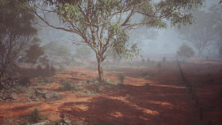 In the early morning, a thick mist hovers over a quiet Australian landscape. Red earth is visible beneath tall eucalyptus trees, creating a serene and mystical atmosphere.の写真素材
