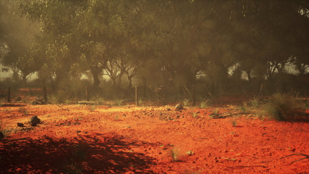 Golden sunlight filters through the trees in a serene landscape. The dusty red soil reflects a warm...