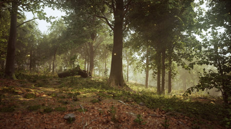 Sunlight cascades through the tall trees of a peaceful forest in the early morning. Soft mist lingers, creating a serene atmosphere amidst fallen leaves. Nature thrives in this untouched landscape.の写真素材