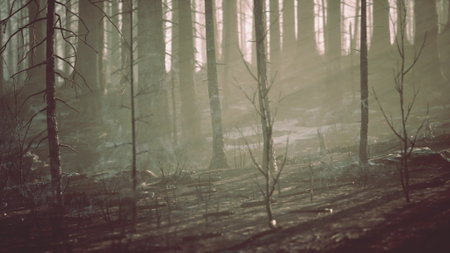 Misty light gently shines through tall, slender trees in a quiet forest. The ground is covered with fallen leaves and twigs, creating a tranquil atmosphere for exploration.の写真素材