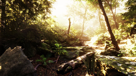 Morning light illuminates a vibrant forest filled with greenery and rocks. Soft beams shine through the tall trees, creating a peaceful escape in nature.の写真素材