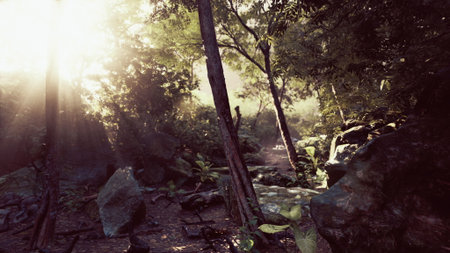 Sunlight breaks through dense foliage, casting a warm glow on the forest floor. Peaceful rocks and...